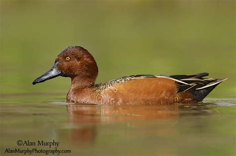 17 Best Images About Beautiful Cinnamon Teal Duck Photography On