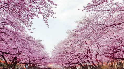 Ueno Park Tokyo Book Tickets And Tours Getyourguide