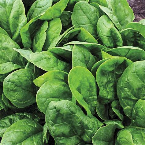 25 Spinach Varieties To Try In Your Garden Green Thumb Gardener