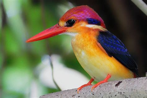 Oriental Dwarf Kingfisher A Rainbow By Any Other Name Australian
