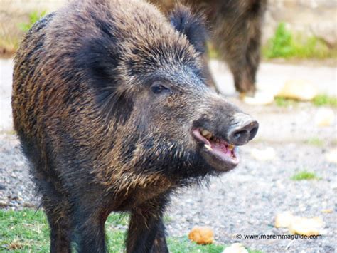 Wild Boar Pictures Piglets Females And Male Wild Boar Photos