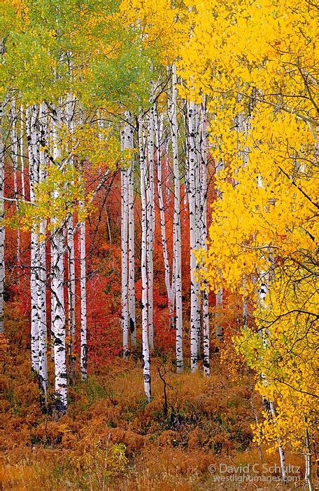Aspen And Maple Trees In The Fall Wasatch Mountains Utah Photo By