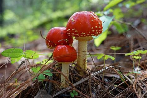 Temporada De Hongos En La Sierra Madre Occidental Maravillas Ocultas