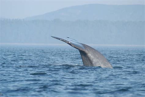 Recovery Strategy For The Blue Whale Balaenoptera Musculus Northwest