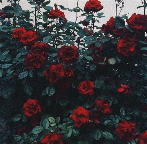 Pin By Yours On ᴀᴇꜱᴛʜᴇᴛɪᴄꜱ Aesthetic Roses Flower Aesthetic Red Roses