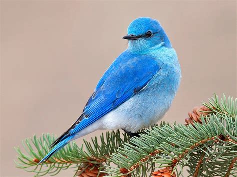 Free Download Beautiful Bird Blue Bird Animals Birds Hd Desktop