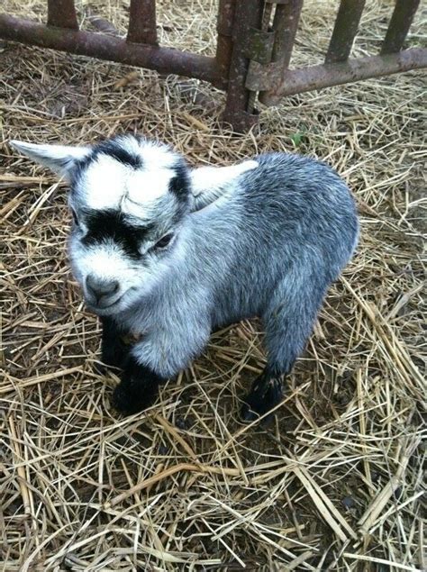 17 Best Images About Crazy Cute Goats On Pinterest Baby Goats Dairy