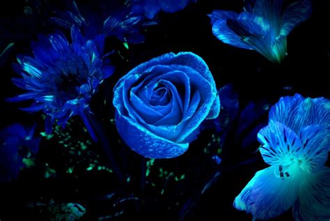 Cool Dark Blue Flower Background 2023