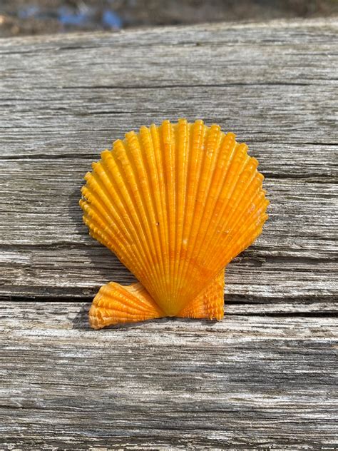 Bright Orange Scallop Shell Eclectic Seashell For Boho Chic Etsy