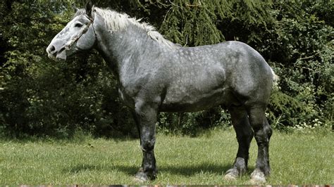 Percheron A French Draft Horse Breed Facts Colors And Uses