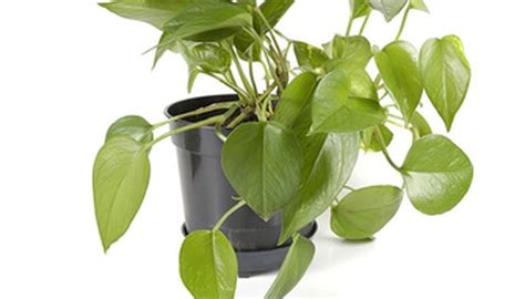 Why Do Leaves Turn Yellow On House Plants Garden Guides