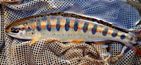 The Magical Patterns Of Japans Yamame Trout Fish Cool Fish