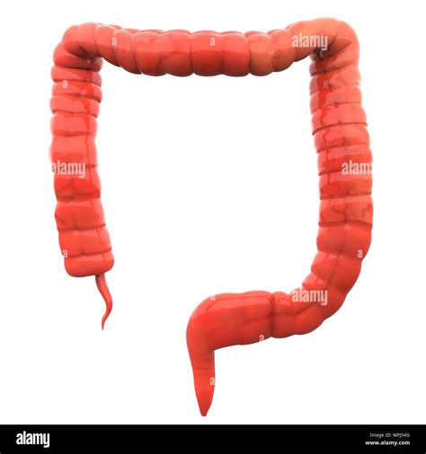 Human Digestive System Large Intestine Anatomy Stock Photo Alamy