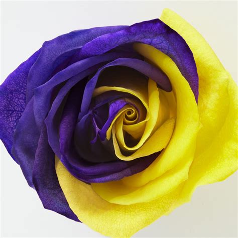 A Purple And Yellow Rose With White Background