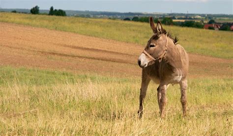 Do Donkeys Keep Coyotes Away Helpful Horse Hints