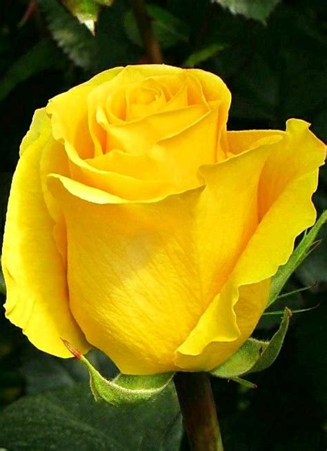 Yellow Rose Variety Brighton Beautiful Rose Flowers Love Rose