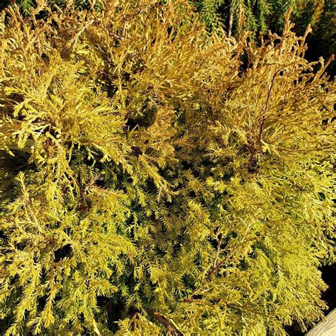 Buy White Cedar Thuja Occidentalis Rheingold Delivery By Waitrose Garden