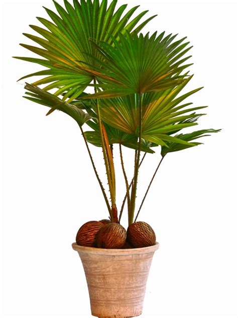 Fan Palm Care Indoors Tips For Growing Fan Palm Palms