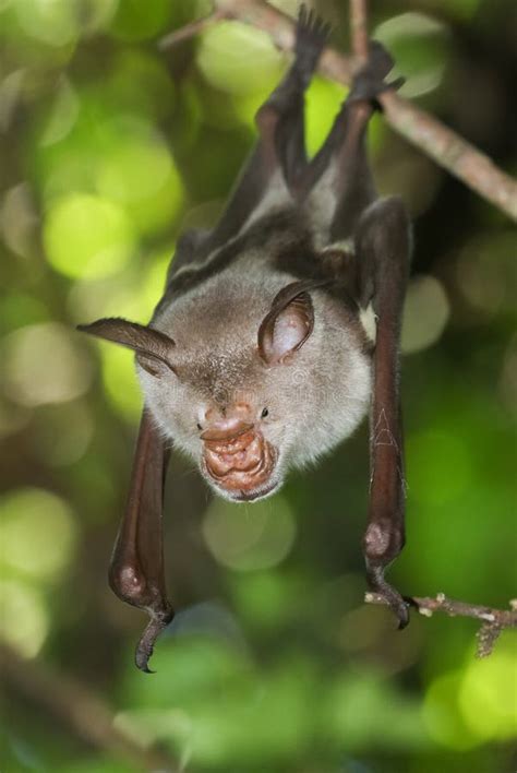 Striped Leaf Nosed Bat Macronycteris Vittatus Stock Image Image Of