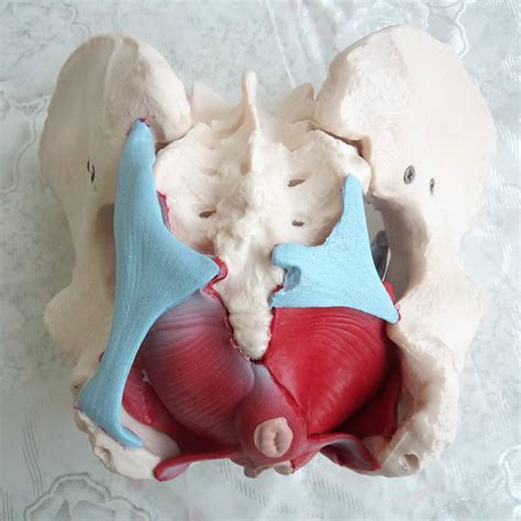 Vrouwelijk Bekken Bekkenbodemspier Model Baarmoeder Ovariumspier Verwi Dennisdeal Com