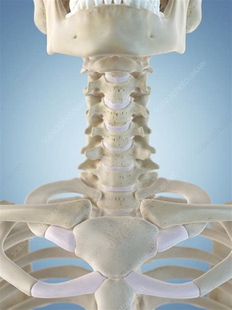 Neck human body muscles head and neck anatomy of the neck head muscles muscle and head and neck test questions gross anatomy all cervical vertebra have a: Human neck bones, artwork - Stock Image - F009/4262 - Science Photo Library