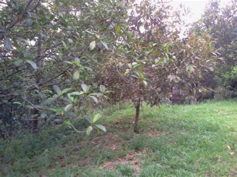 Hulu langat, dusun buah buahan. Tanah Pertanian (dusun buah buahan) Hulu Langat Selangor