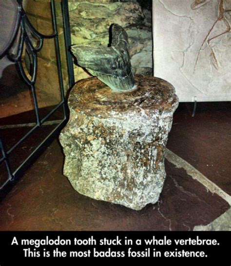 About that "Badass Megalodon Tooth" in a Whale Vertebra - FossilEra.com