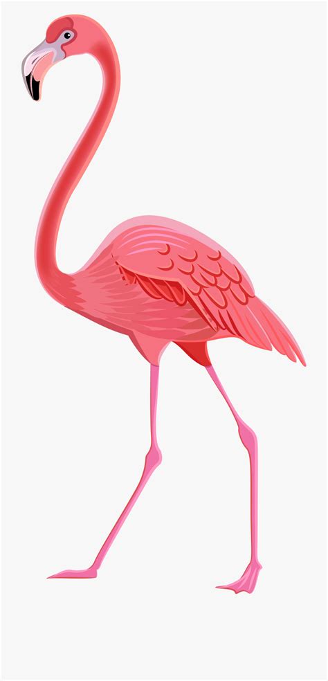Download High Quality Flamingo Clip Art Transparent Png Images Art