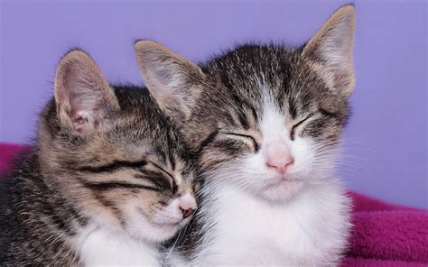 Cats Kittens Two Hd Wallpaper Rare Gallery