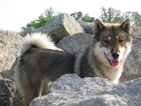 Skikoku Ken Japanese Rare Breed Hunting Dog Also Known As Kochi Ken