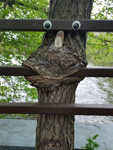 Funny Pictures Trees Eat Quips And Queries