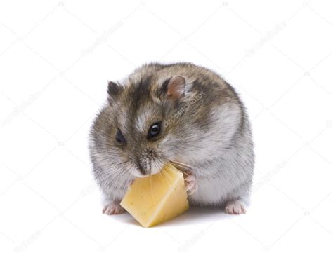 Little Dwarf Hamster Eating Cheese — Stock Photo © Hintaualiaksey 3289089