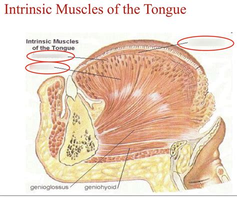 Anatomy Intrinsic Muscles Of The Tongue Identifying Location