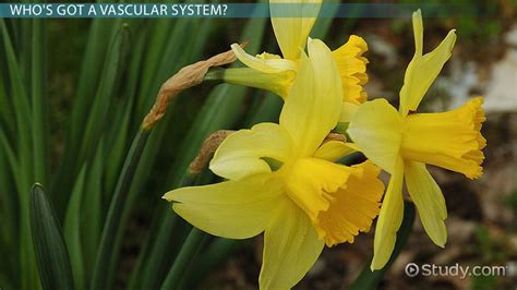 Vascular Tissue In Plants Overview Types And Function Lesson