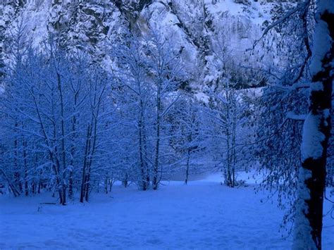 Snowy Forests Snowy Forest Wallpapers Wallpaper Cave Winter