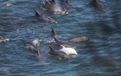 Taiji Cove Dolphins Hundreds Slaughtered In Japanese Hunt Season