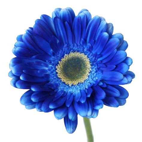 Blue Enhanced Gerber Daisy Bulk Flowers Fiftyflowers