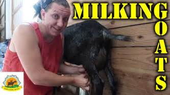 How To Milk My Goats Youtube