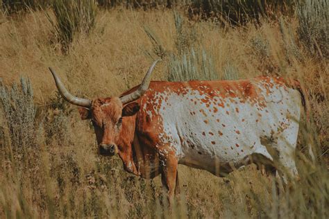 Speckled Corriente Cow Photograph By Riley Bradford