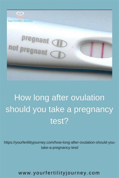 How Long After Ovulation Should You Take A Pregnancy Test Your Fertility Journey