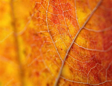 Beautiful Autumn Leaf Macro Stock Photo By ©ldambies 2476251