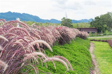 The very best perennial ornamental grass for shade and sun, towering tall ornamental grasses, small variegated grasses, and more.ornamental grasses are low maintenance, easy to care for, and tough as nails.perfect as deer resistant ground cover for gardeners of all skill levels. How to Plant, Grow, and Care for Purple Fountain Grass | Gardener's Path