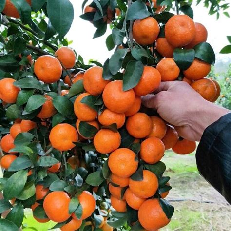 20 Mandarin Orange Seeds Citrus Reticulata Blanco Order Track 1st