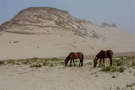 Photos The Wild Horses Of Sable Island Canadian Geographic