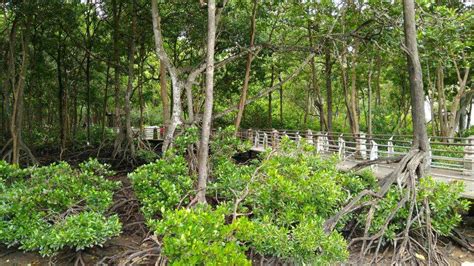 Lokasi Hutan Paya Bakau Di Malaysia Tempat Percutian Di Perak 9