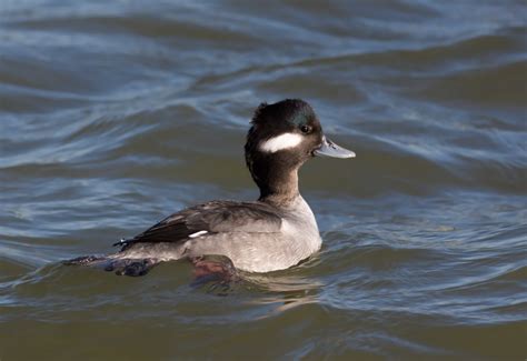 Bufflehead Hen Goo