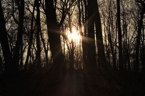 Free Sun Shining Through Forest Trees Stock Photo