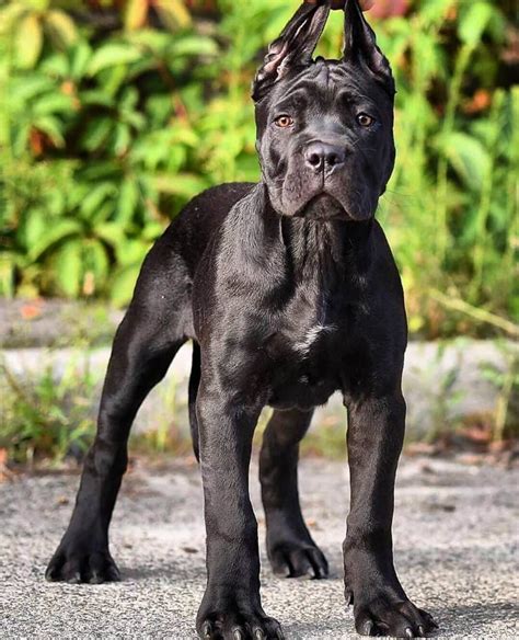 15 Facts About Raising And Training Cane Corso Page 4 Of 5 Pettime