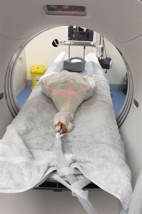 How Much Is A Ct Scan For A Dog