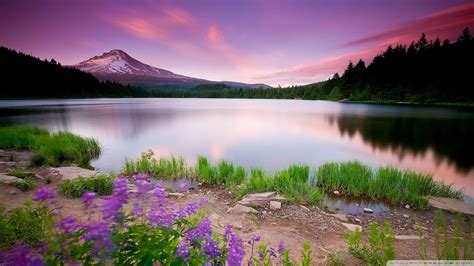 Download Mountain Lake And Flowers Wallpaper 1920x1080